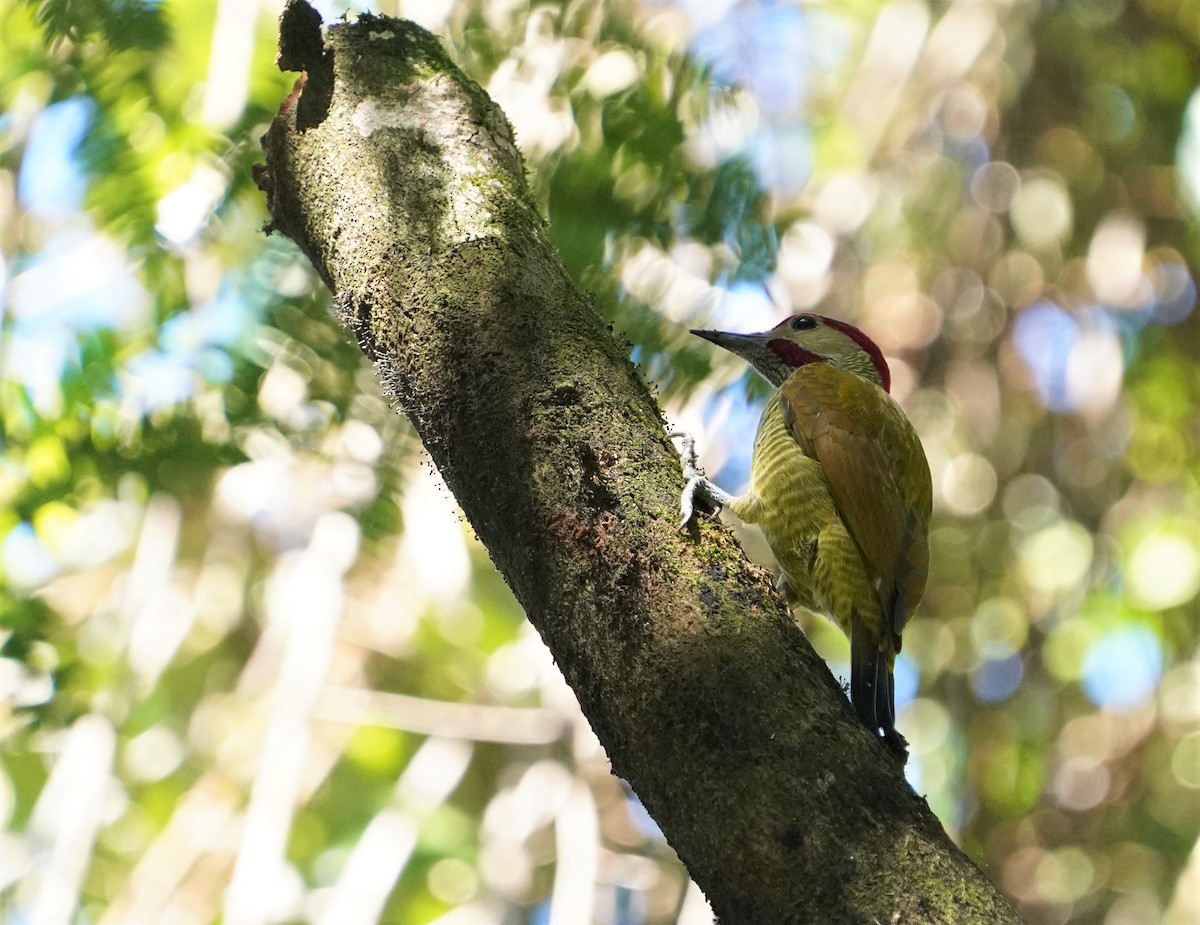 Golden-olive Woodpecker - ML417432681