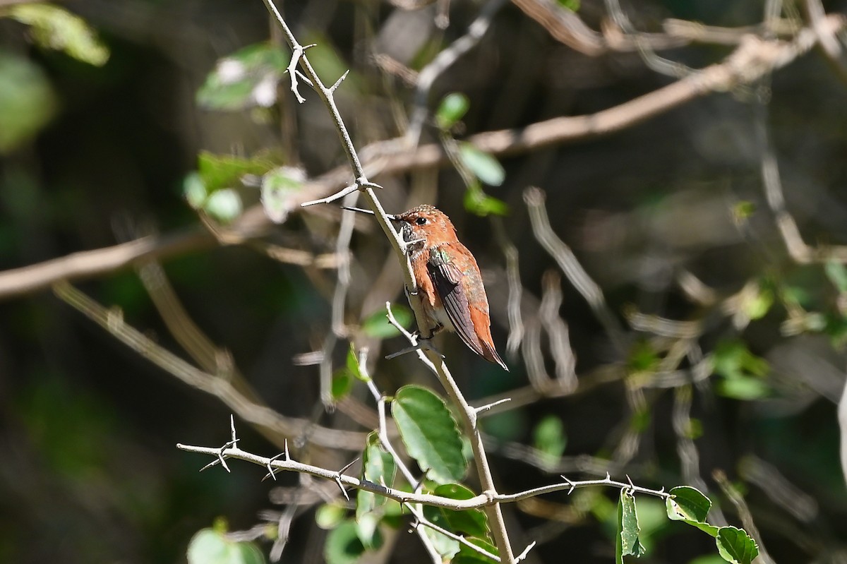 Rufous Hummingbird - ML417434551