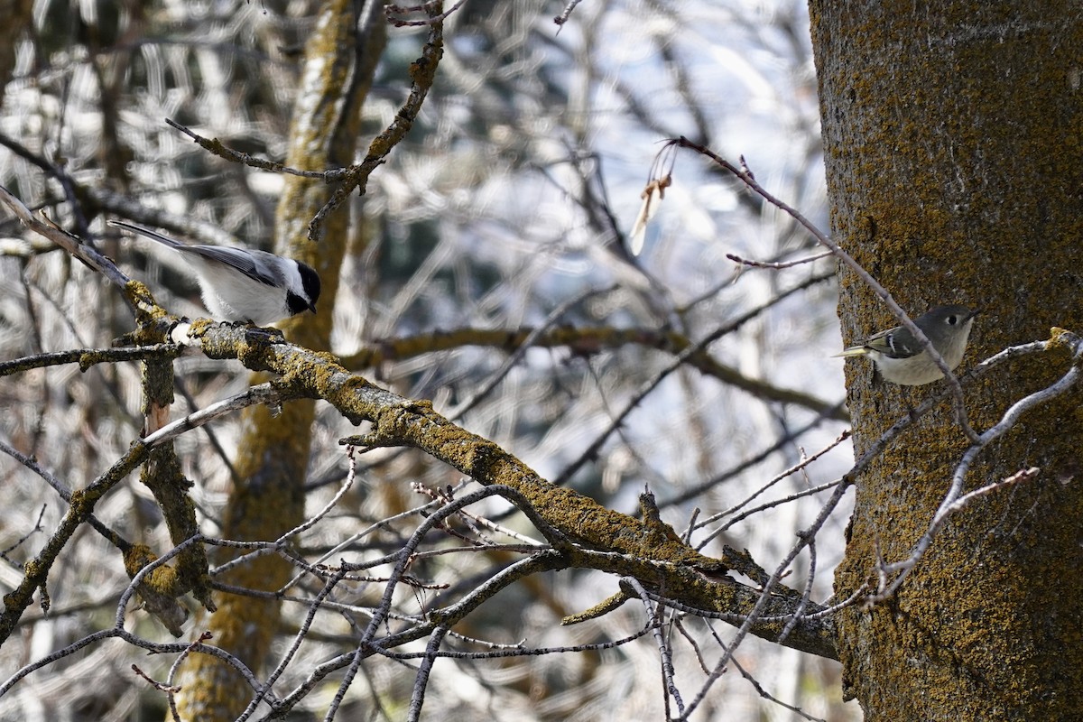 Black-capped Chickadee - ML417438231