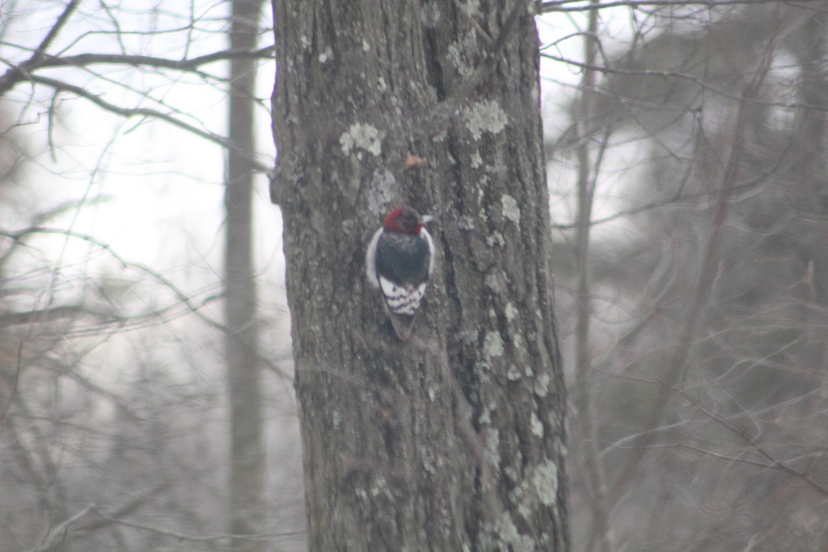 Red-headed Woodpecker - ML417438261