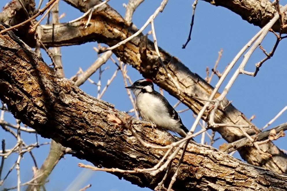 Downy Woodpecker - ML417440381