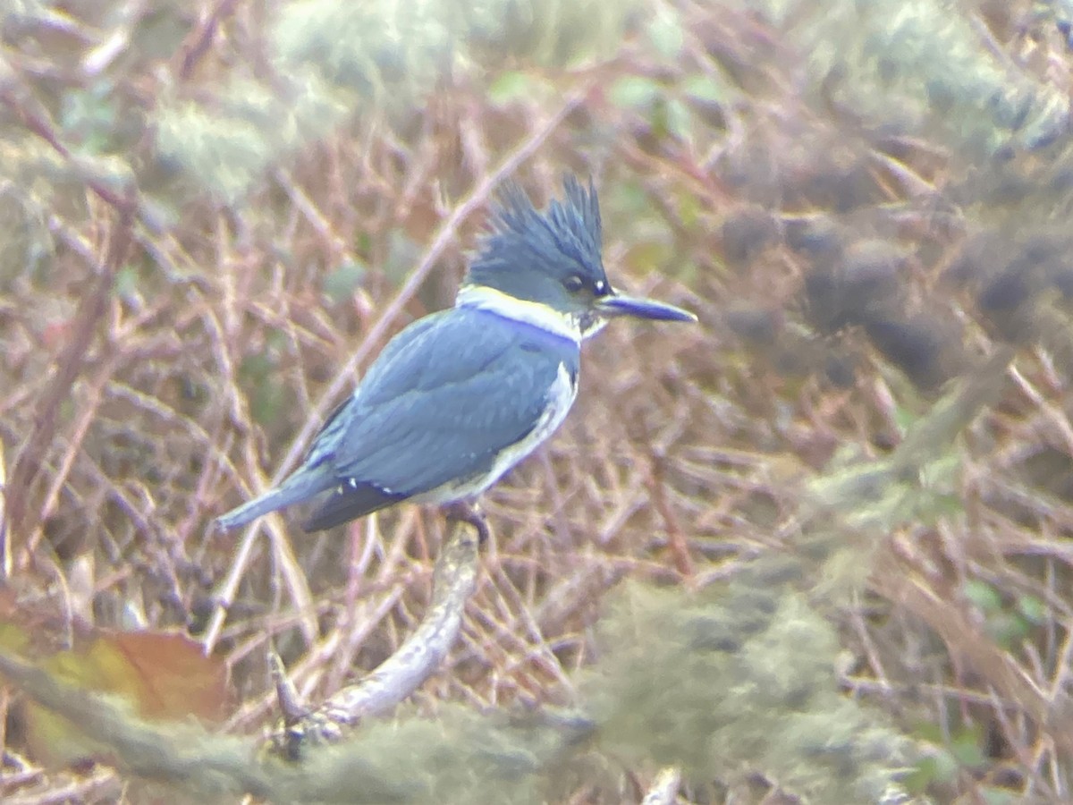 Belted Kingfisher - ML417440771