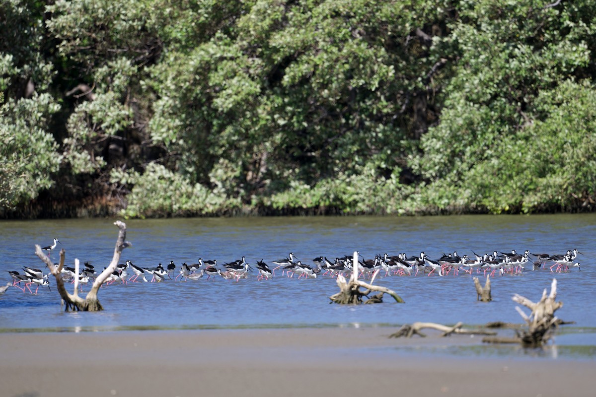 Black-necked Stilt - Glenda Tromp