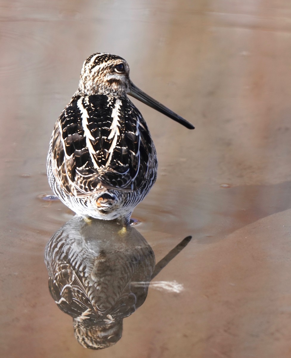 Wilson's Snipe - Sibylle Hechtel