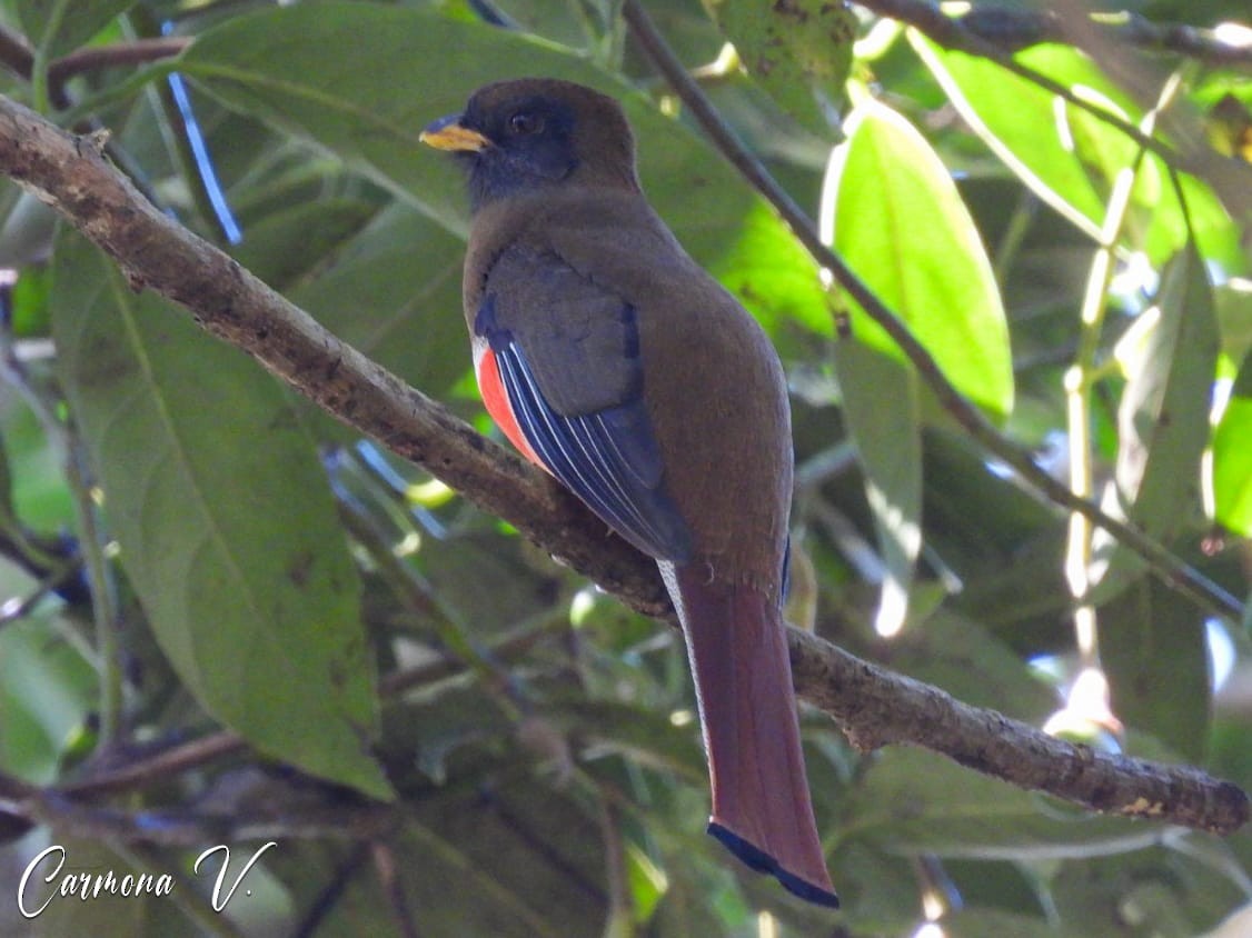 Collared Trogon - ML417452641