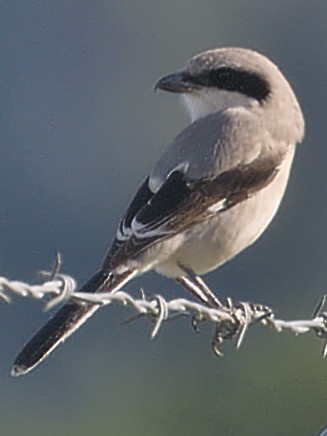 Alcaudón Americano - ML41745271