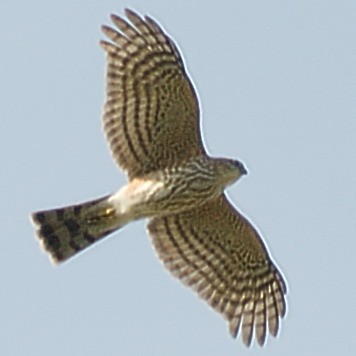 Sharp-shinned Hawk (Northern) - ML41745311