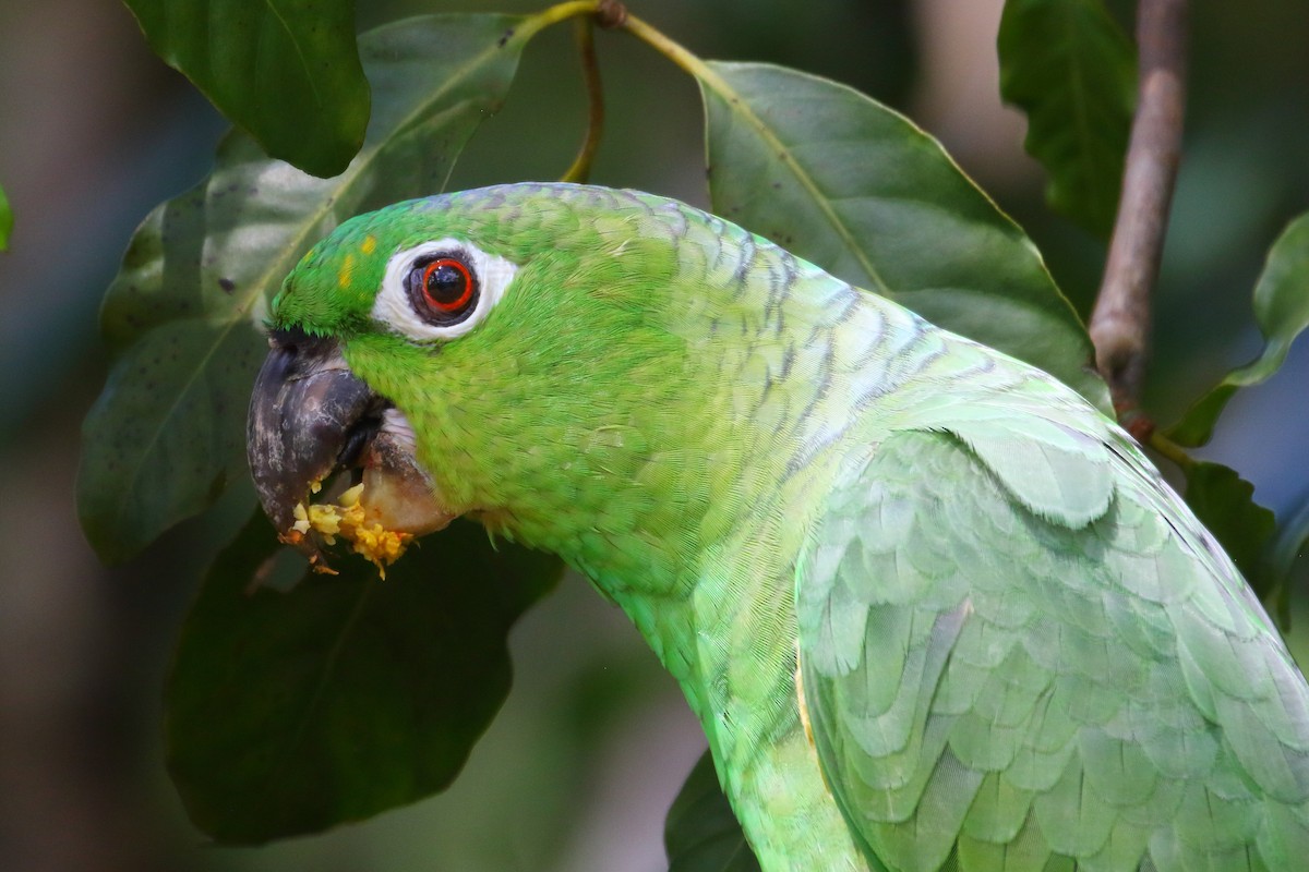 Mealy Amazon - Shawn Miller