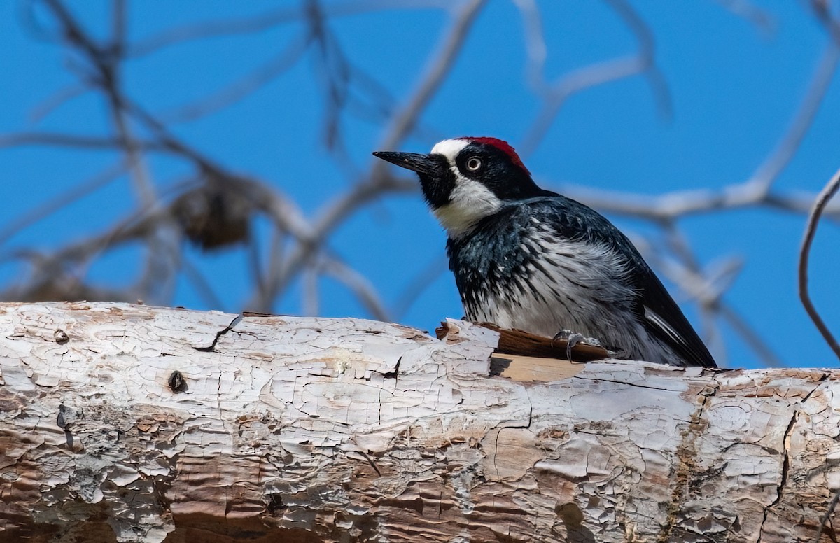 Acorn Woodpecker - ML417454851