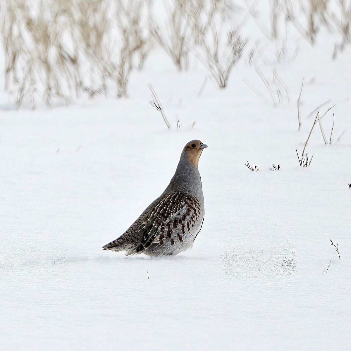 Gray Partridge - ML417455341