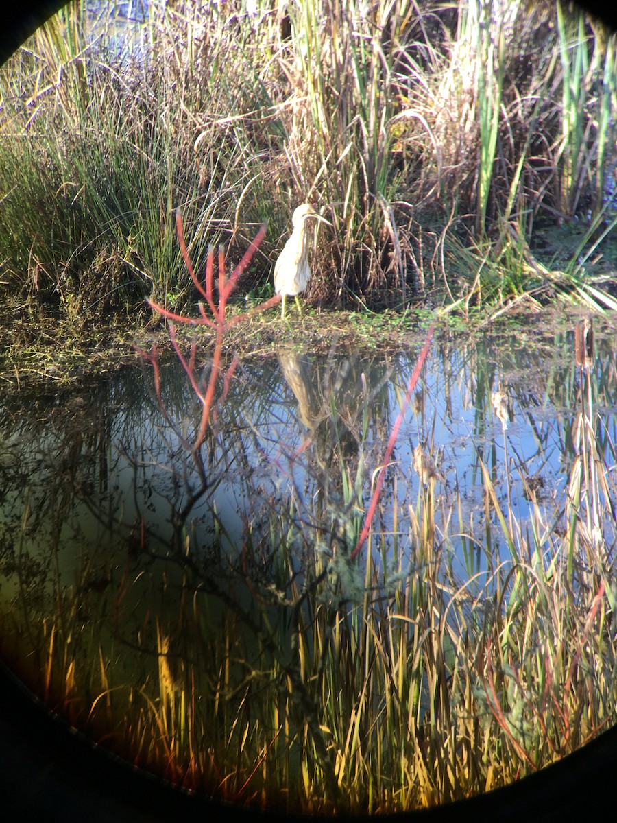 American Bittern - ML41745611