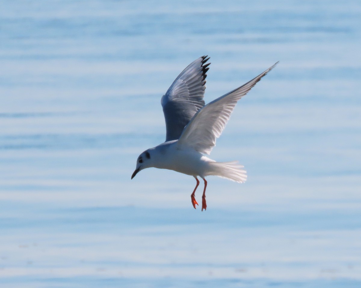 Gaviota de Bonaparte - ML417456281