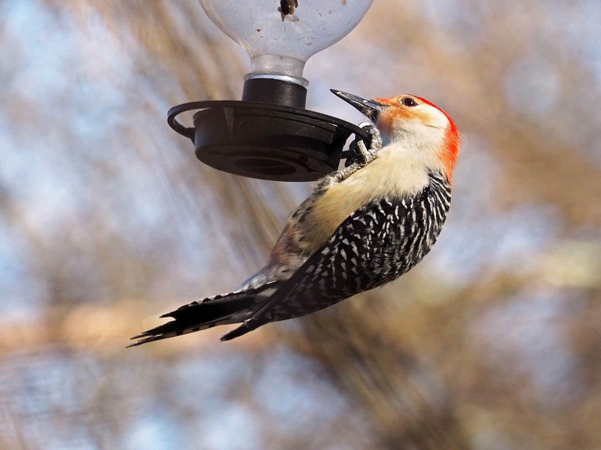 Red-bellied Woodpecker - ML417456561