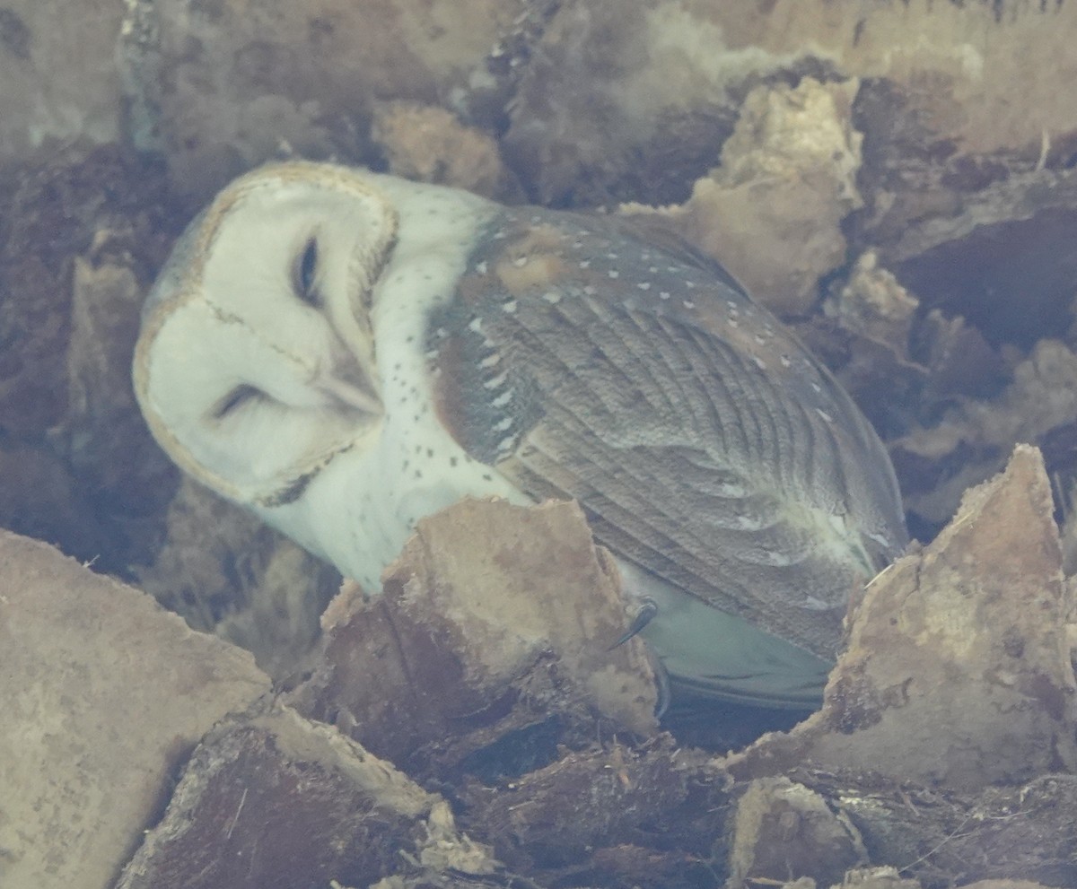 Barn Owl (Eastern) - ML417457691