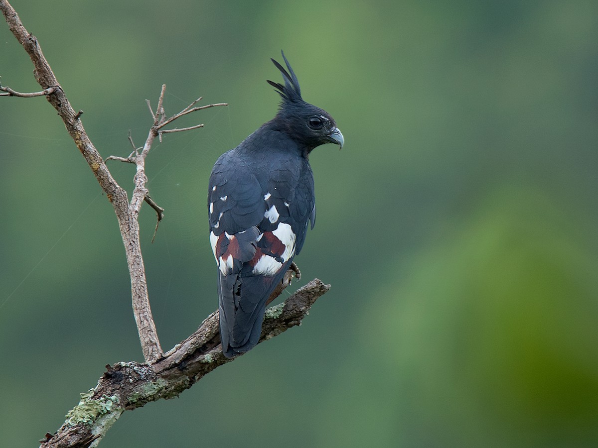 クロカッコウハヤブサ - eBird
