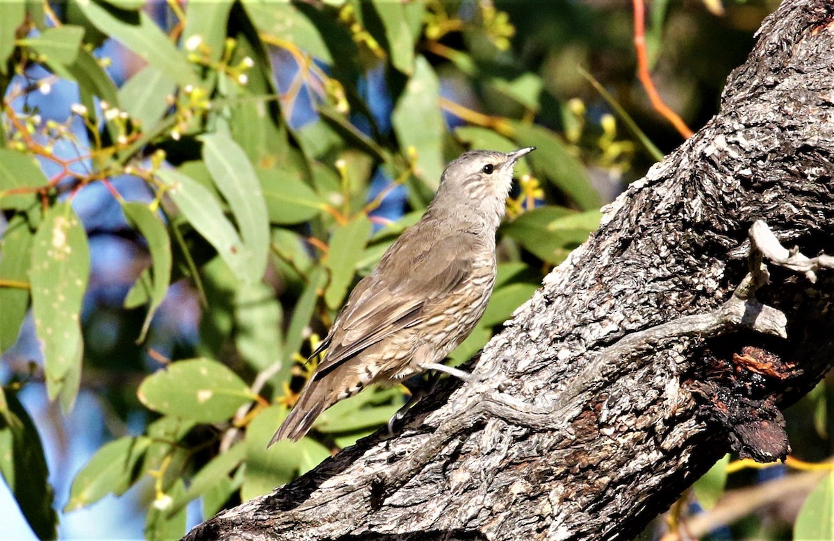 Brown Treecreeper - ML417458731