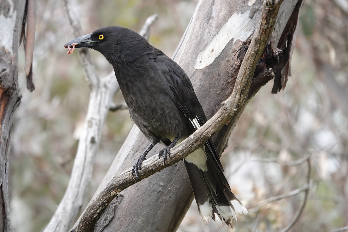 Pied Currawong - ML417458741