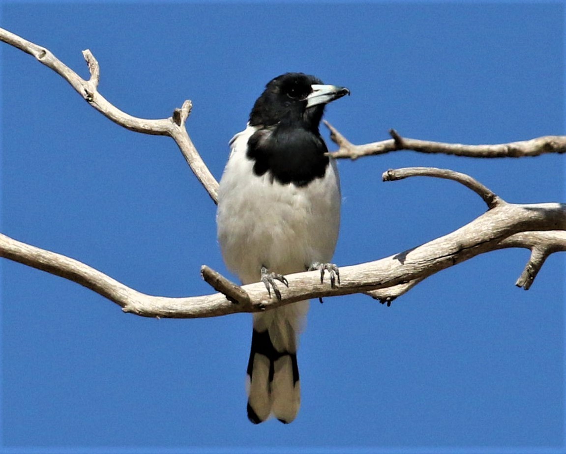 Pied Butcherbird - ML417458821