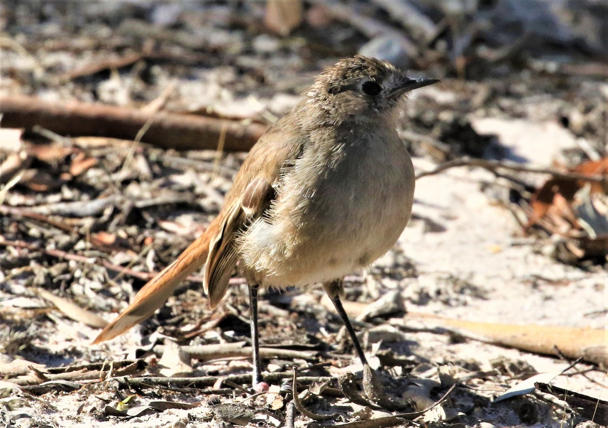 Southern Scrub-Robin - Angus Schmidt