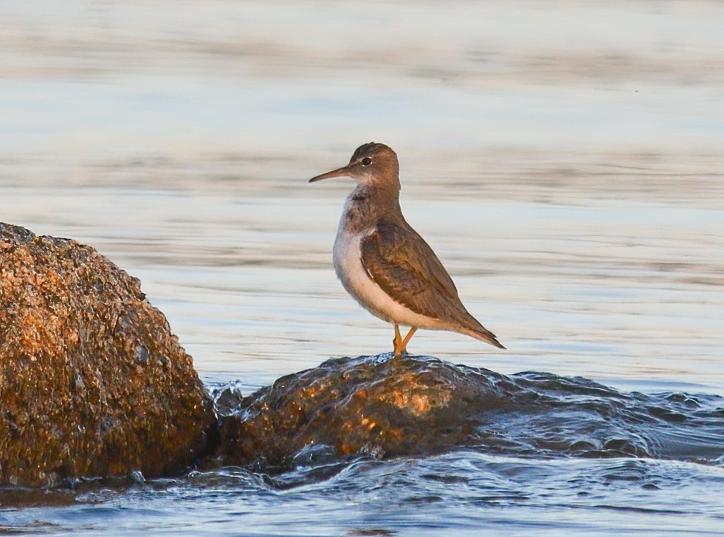 Spotted Sandpiper - Jerry Ting