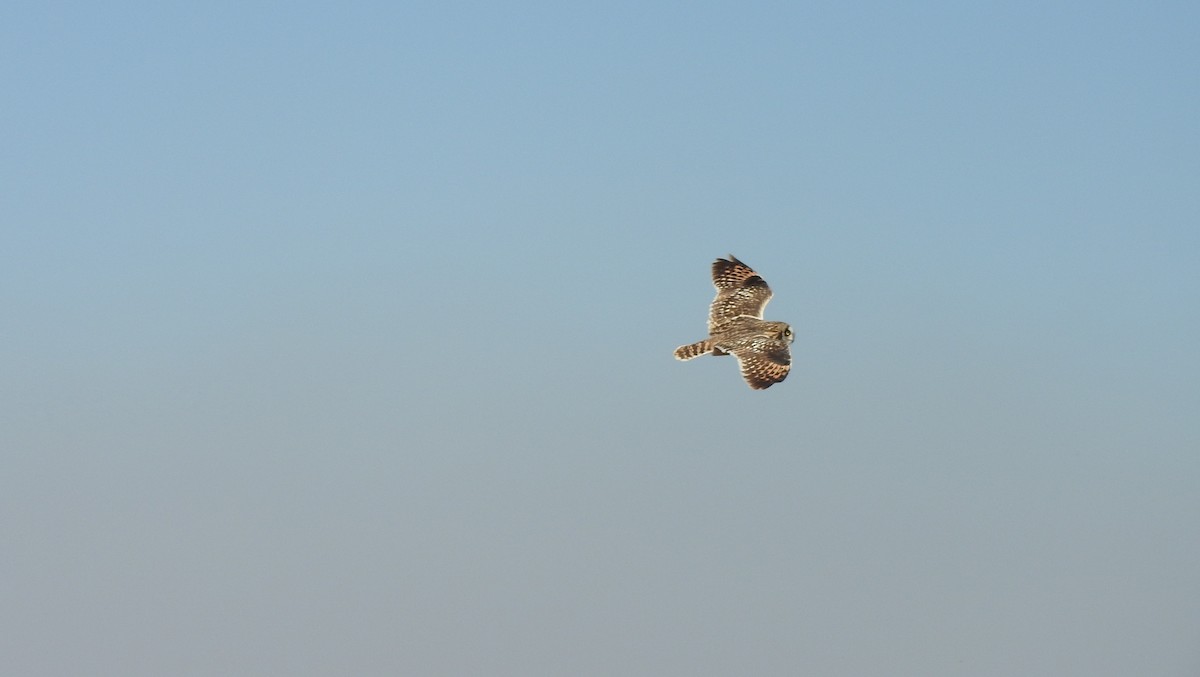 Short-eared Owl (Northern) - ML417459641