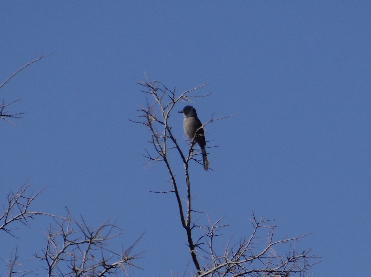 Woodhouse's Scrub-Jay - ML417459661