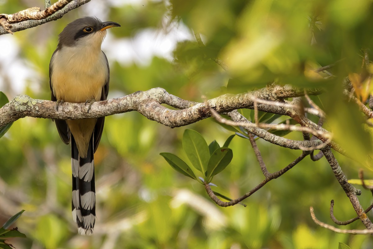 Mangrove Cuckoo - ML417459771