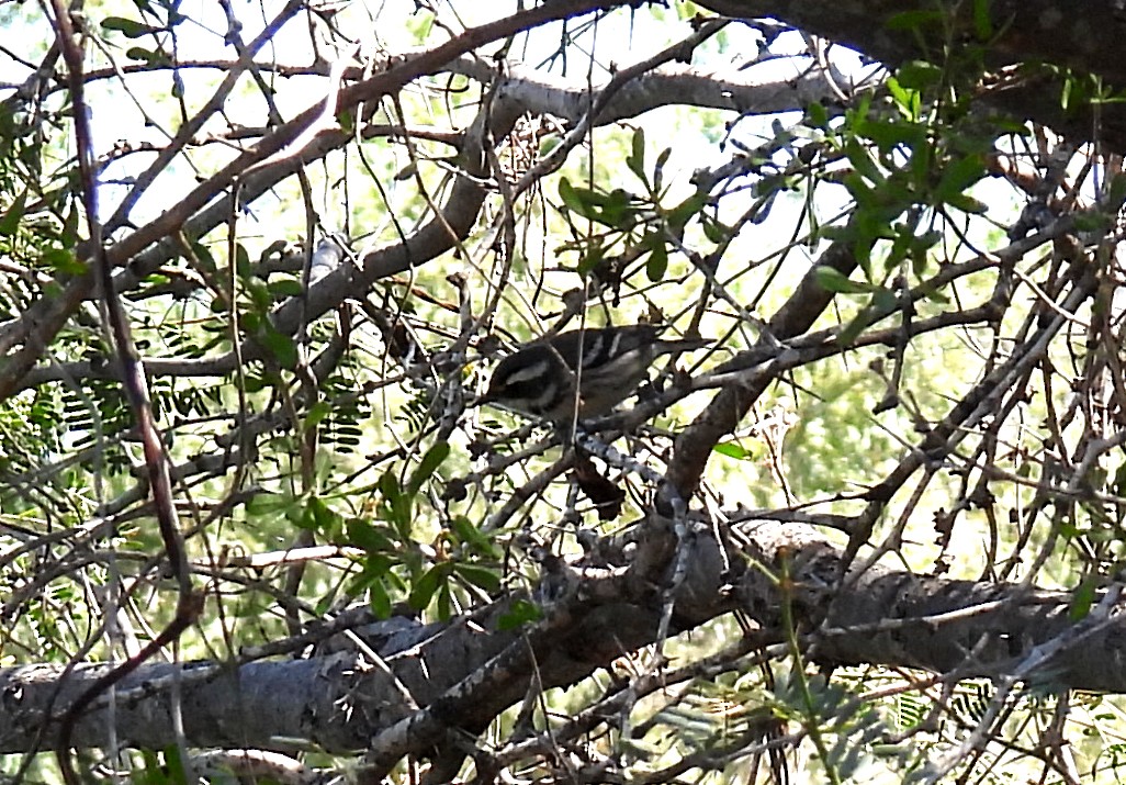Black-throated Gray Warbler - ML417462081