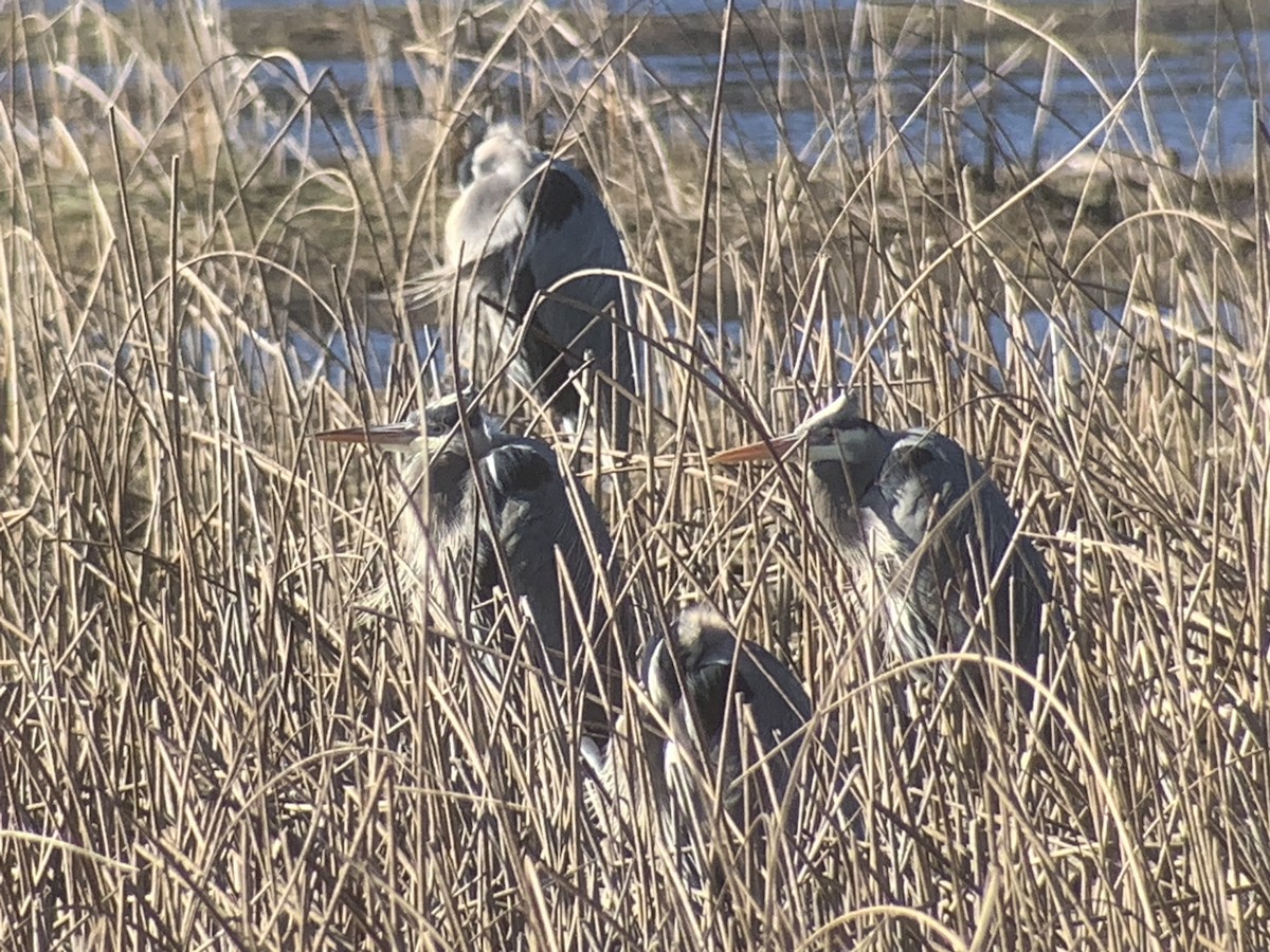 Great Blue Heron - John Kingeter