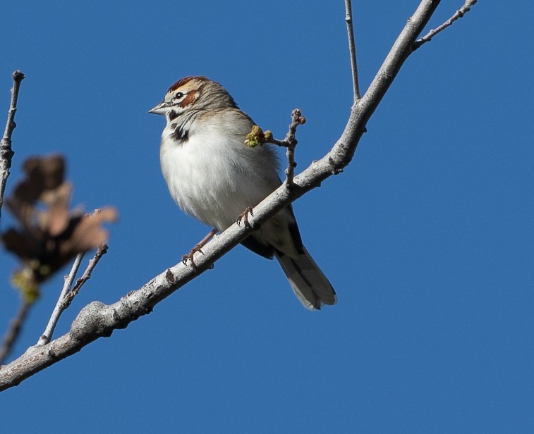 Lark Sparrow - ML417466541