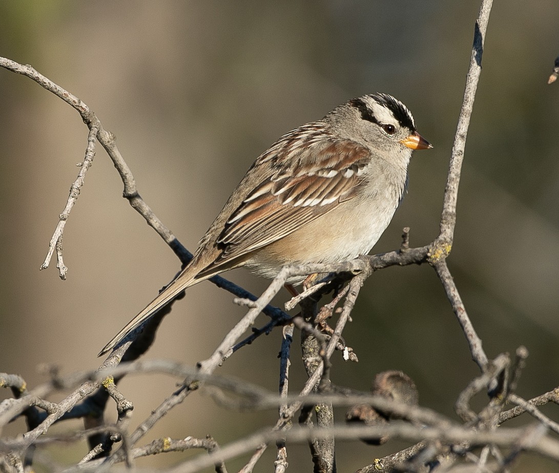 White-crowned Sparrow (Gambel's) - Miya Lucas