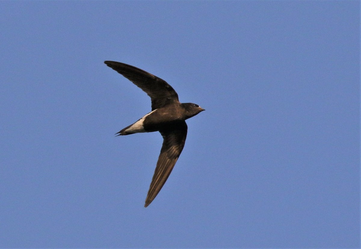 Brown-backed Needletail - Nitin Marathe