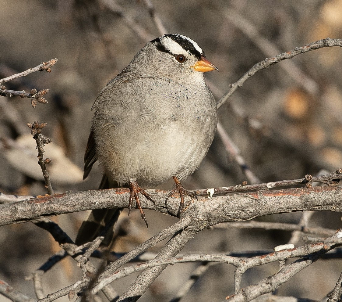 White-crowned Sparrow (Gambel's) - Miya Lucas