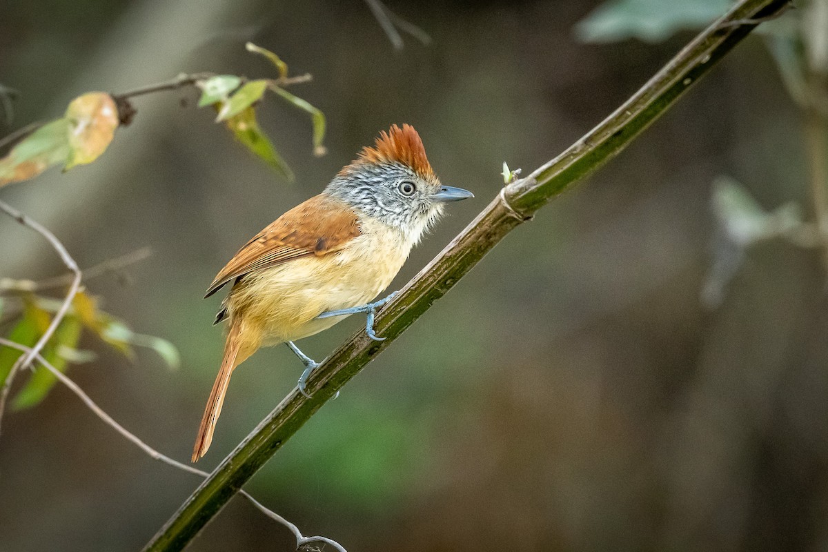 Chapman's Antshrike - Pancho Enriquez