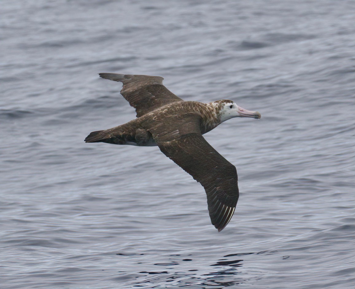 albatros amsterdamský - ML417468901