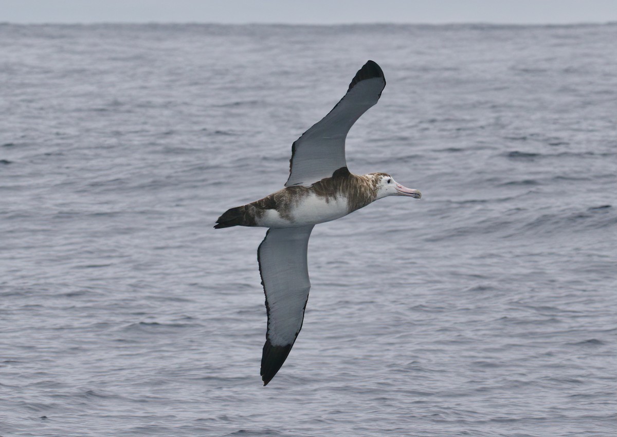 Amsterdam Albatross - ML417468991