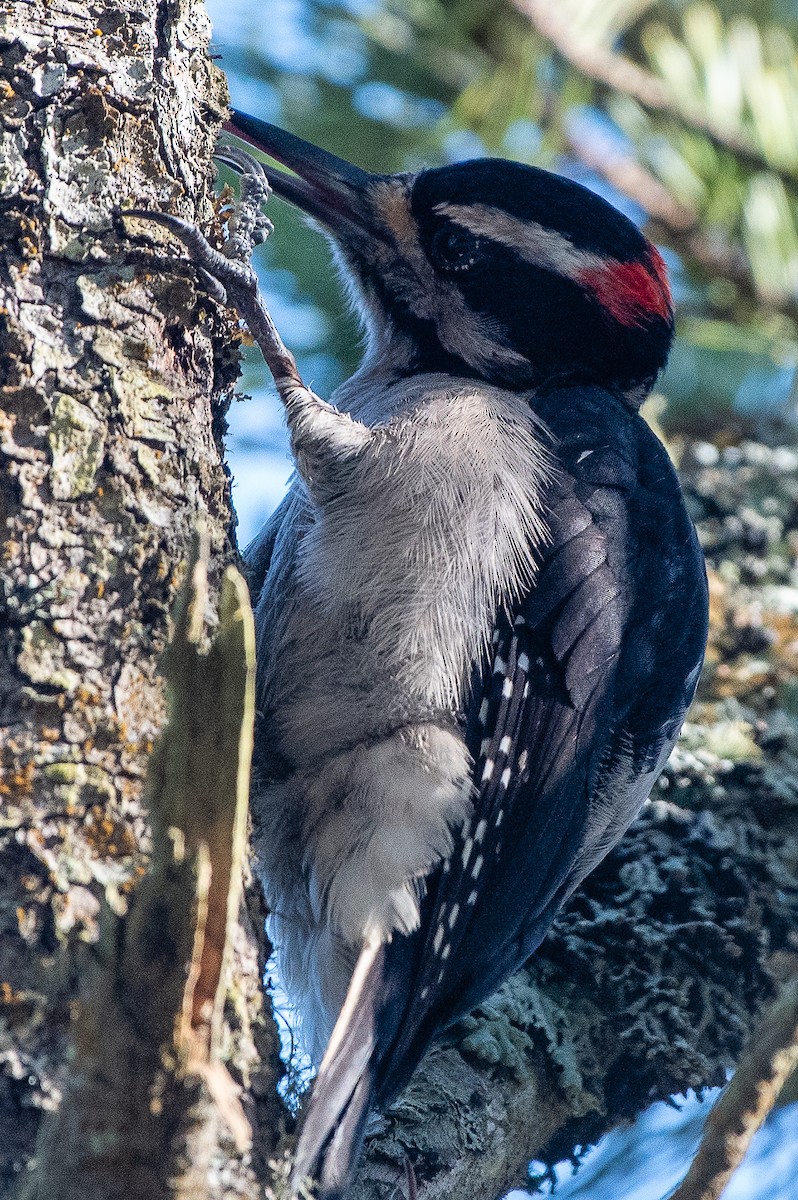 Hairy Woodpecker (Pacific) - ML417471021
