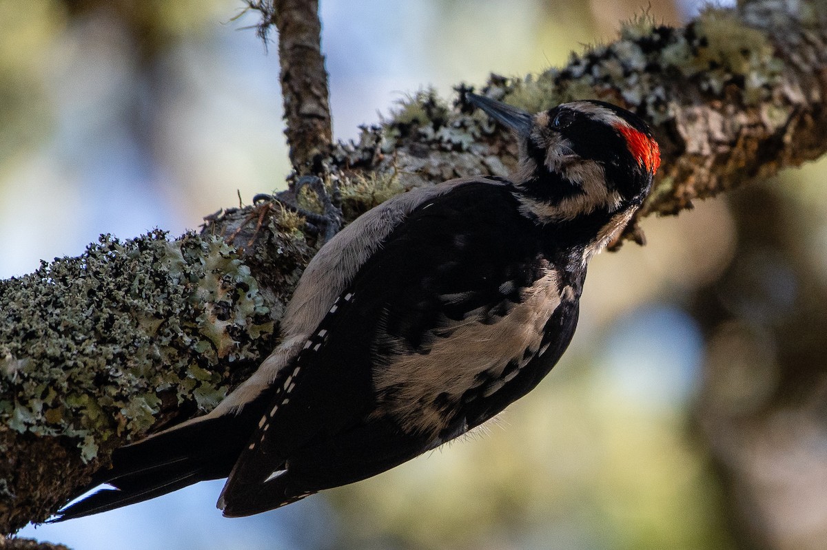Hairy Woodpecker (Pacific) - ML417471061