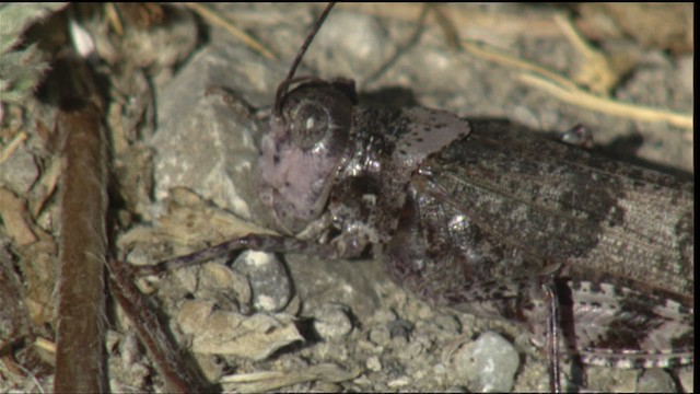 Threebanded Grasshopper - ML417474