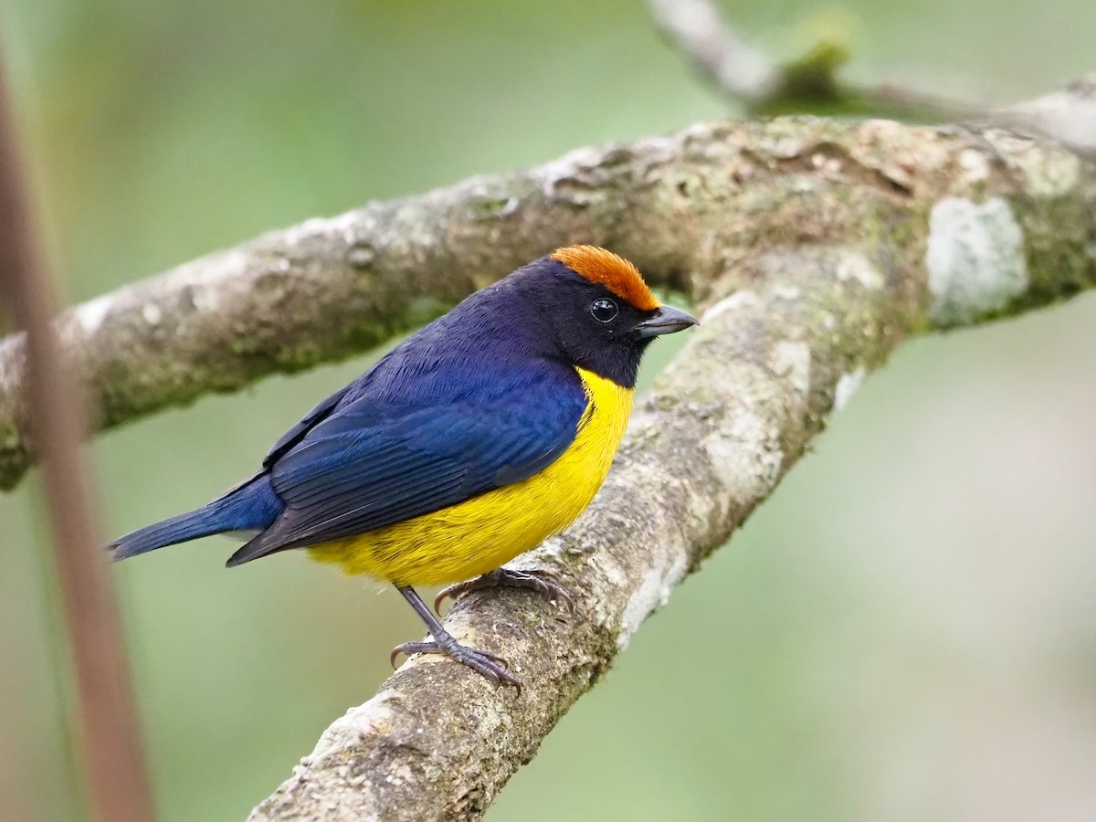 Tawny-capped Euphonia - ML417474741