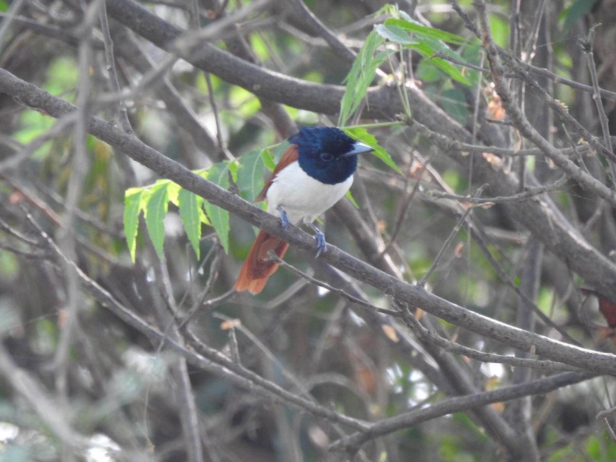 Indian Paradise-Flycatcher - ML417476531