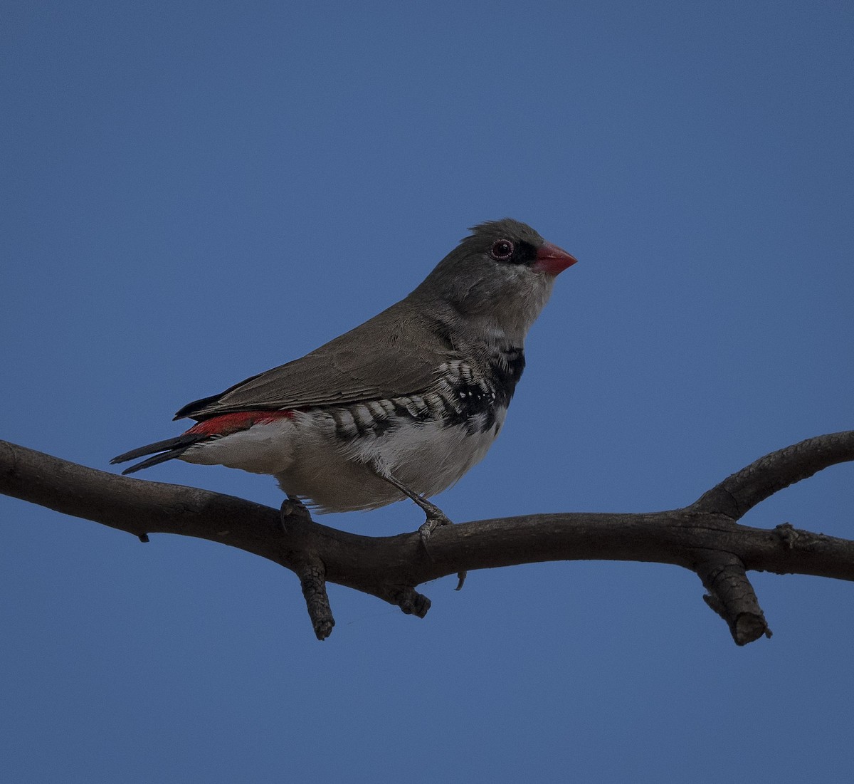 Diamond Firetail - ML417476691