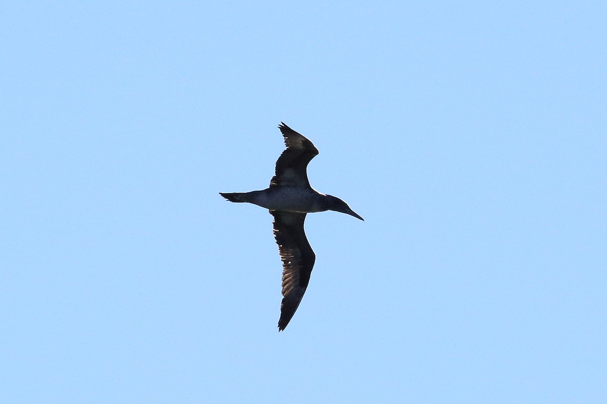 Northern Gannet - West Chester  Bird Club