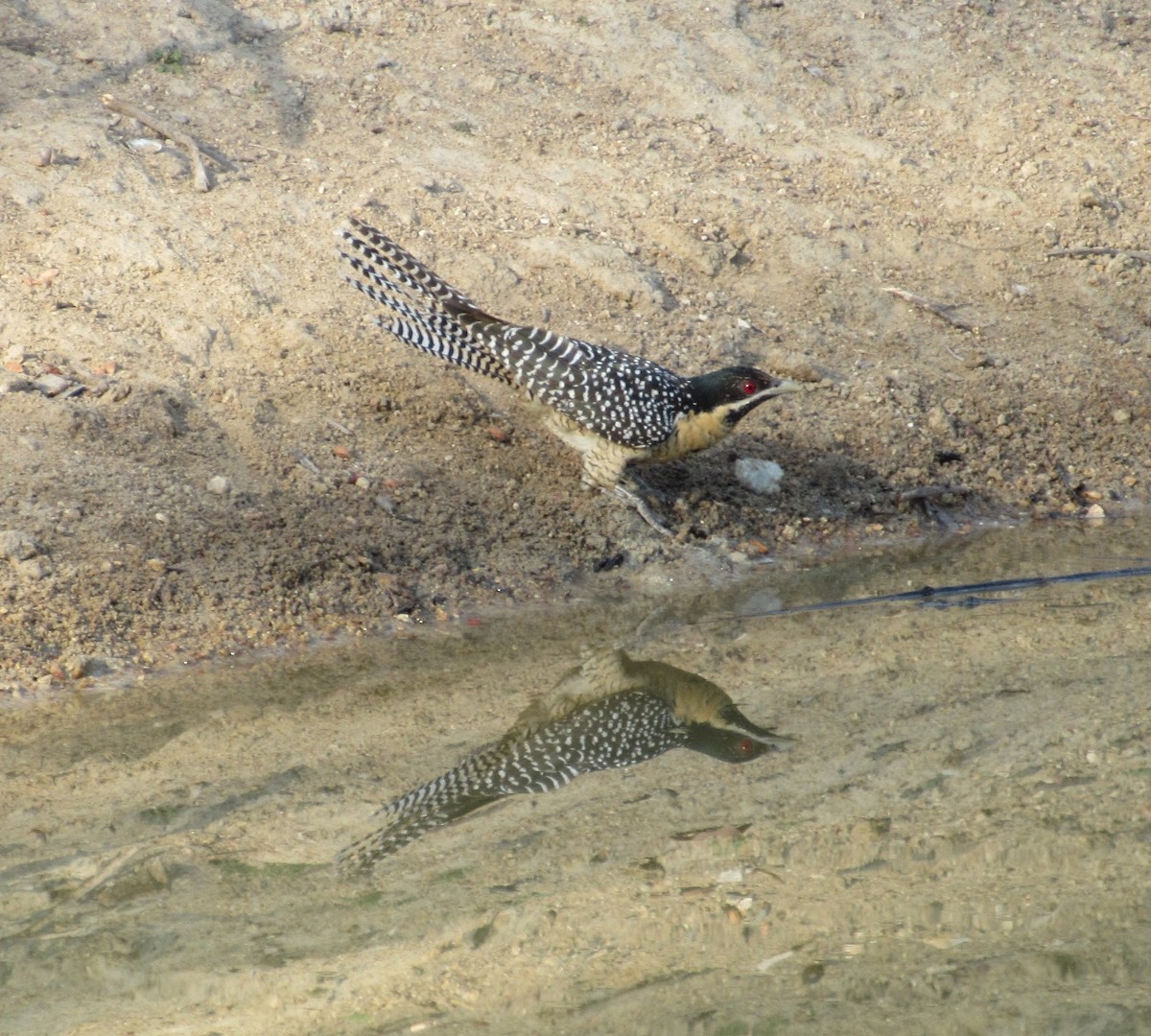 Pacific Koel - ML41747751