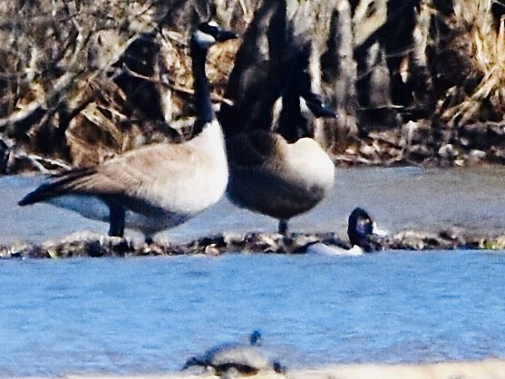 Canada Goose - Jason C. Martin