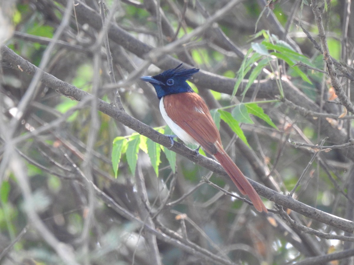 Indian Paradise-Flycatcher - ML417478221