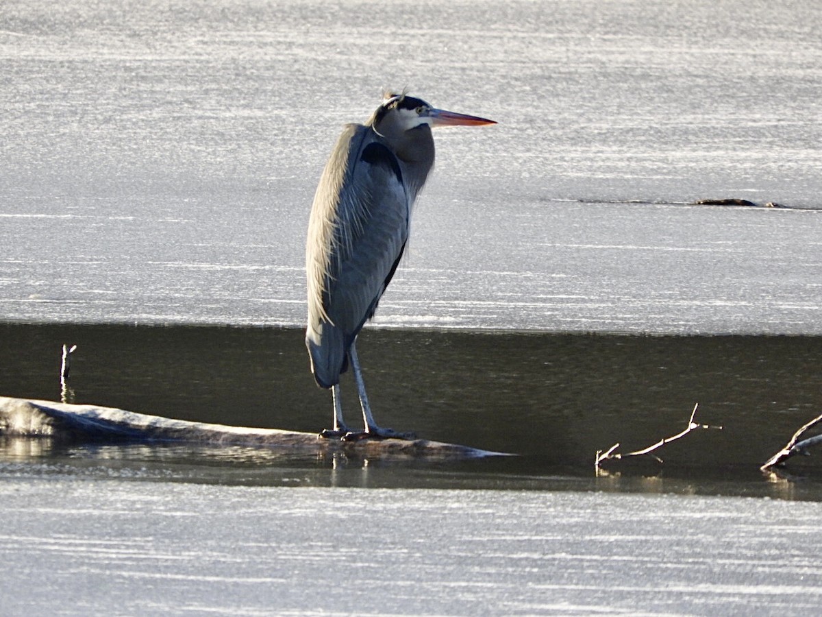 Great Blue Heron - ML417478641