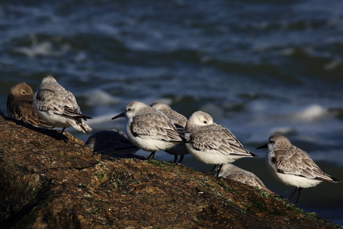 Bécasseau sanderling - ML41747921