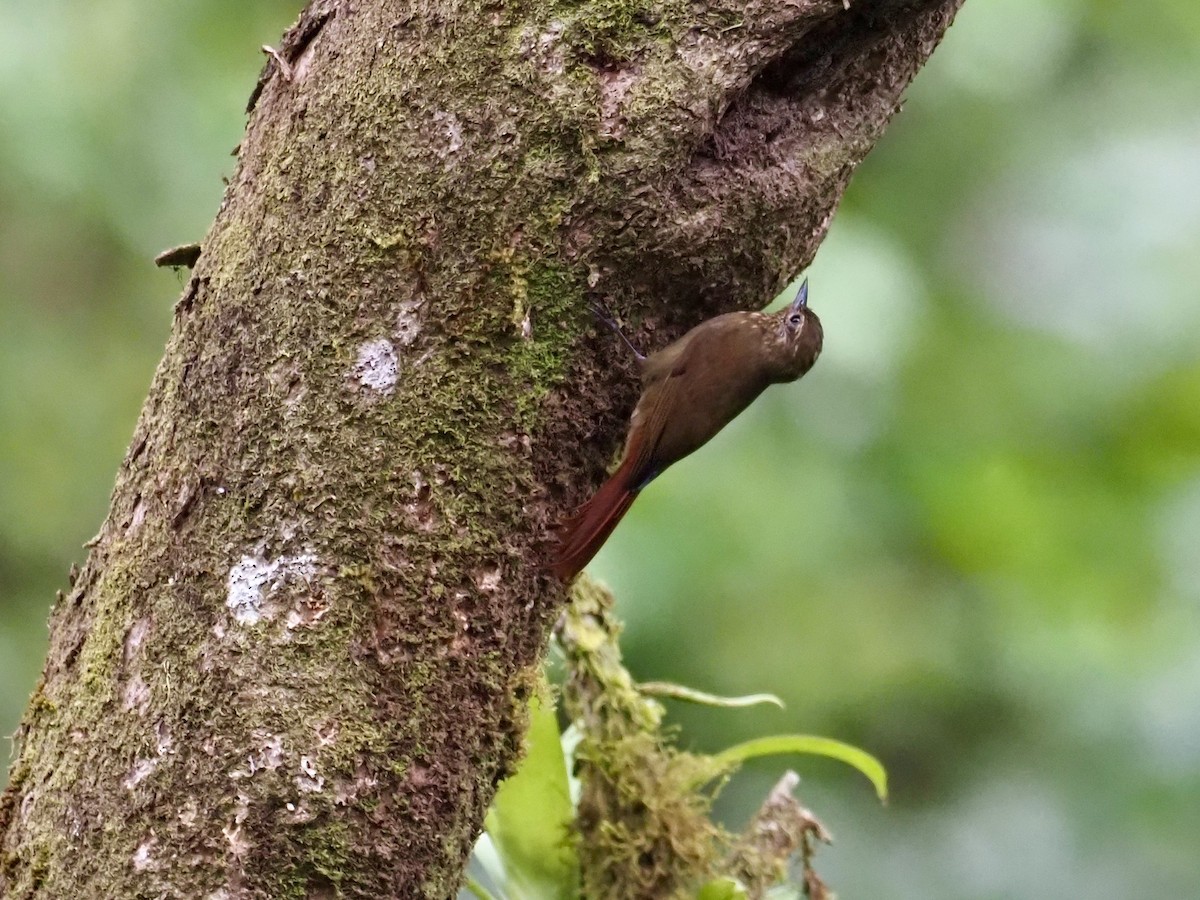 Wedge-billed Woodcreeper - ML417479221