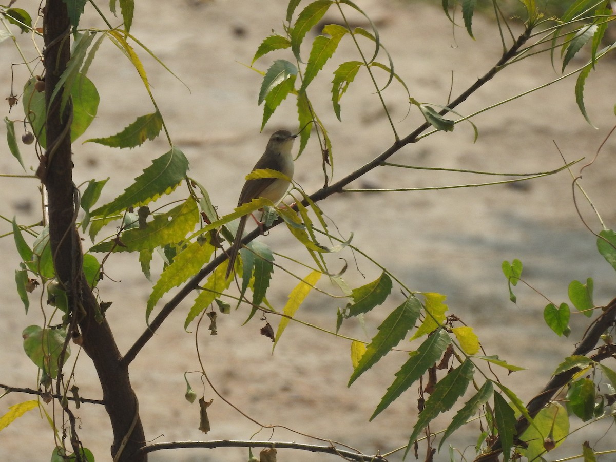 Plain Prinia - Saheb Singh Bal